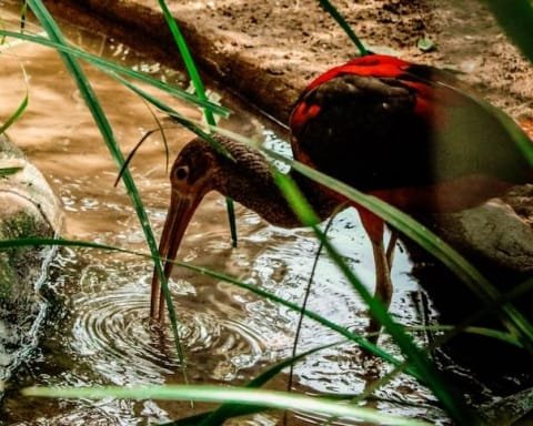 bird in water